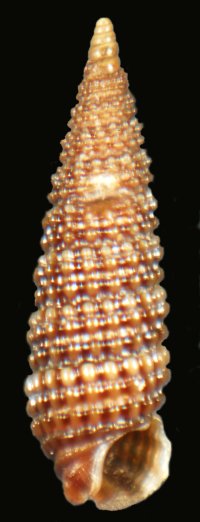 4 CERITHIOPSIDAE a determinare